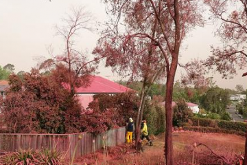澳大利亚山火肆虐 阻燃剂让悉尼街区“粉”饰一新